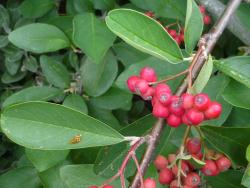 Cotoneaster frigidus: Corymbs of fruit.
 Image: D. Glenny © Landcare Research 2017 CC BY 3.0 NZ